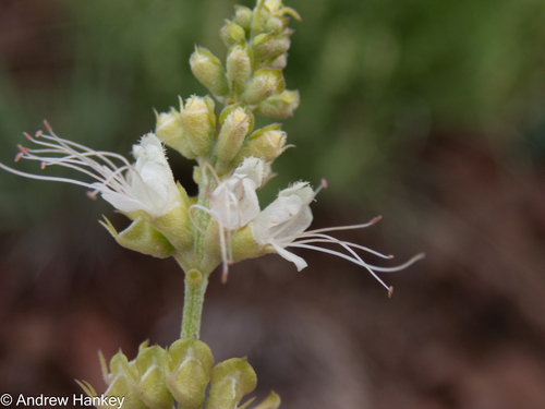 Ocimum angustifolium (Ocimum angustifolium)
