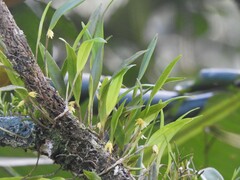Octomeria graminifolia, photograph (c) Louis Imbeau, some rights reserved (CC BY)