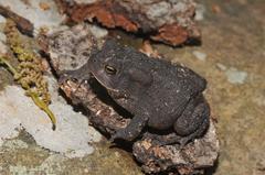 Anaxyrus americanus charlesmithi