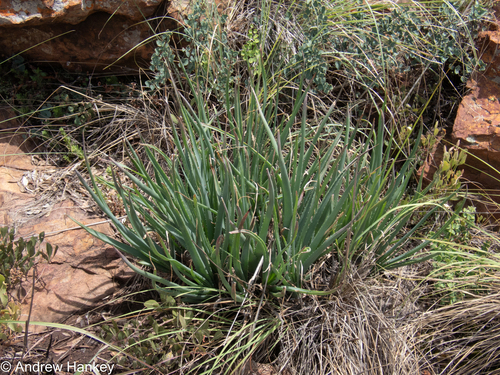 Aloe verecunda, photograph 6