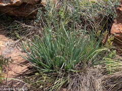 Aloe verecunda, photograph (c) Andrew Hankey, some rights reserved (CC BY-SA)