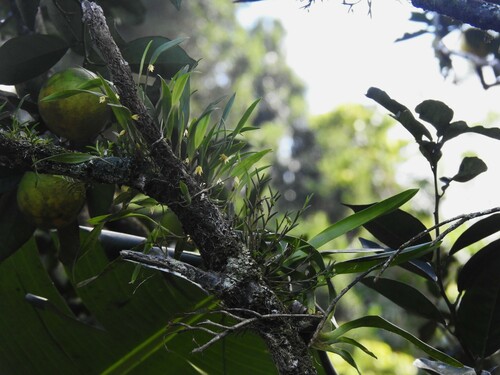 Octomeria graminifolia, photograph 6