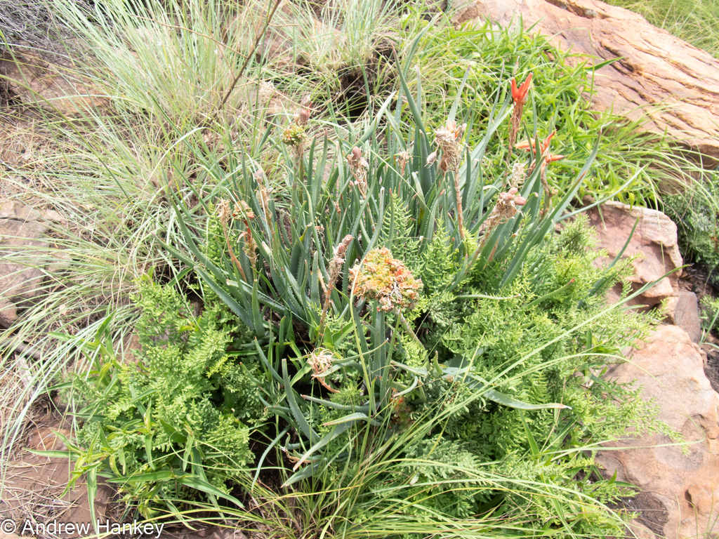 Aloe verecunda; photograph (c) Andrew Hankey, some rights reserved (CC BY-SA)
