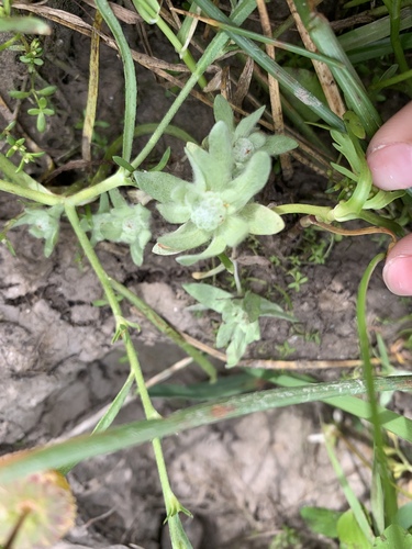 iNaturalist observation photo of low woolly marbles