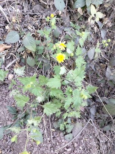 Image of Perityle californica by no rights reserved