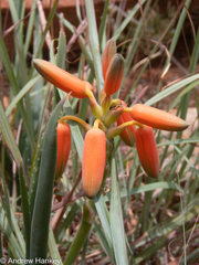 (c) Andrew Hankey, some rights reserved (CC BY-SA) Aloe verecunda, photograph (c) Andrew Hankey, some rights reserved (CC BY-SA)