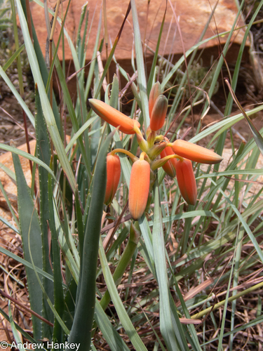 Rand Grass Aloe (Aloe verecunda)