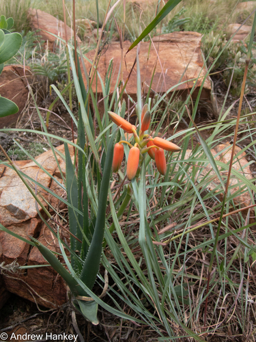 Aloe verecunda, photograph 4