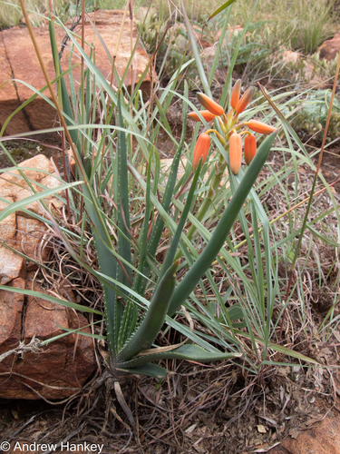 Aloe verecunda, photograph 3