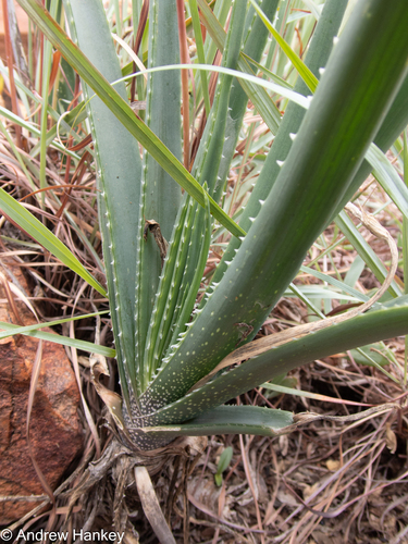 Aloe verecunda, photograph 2