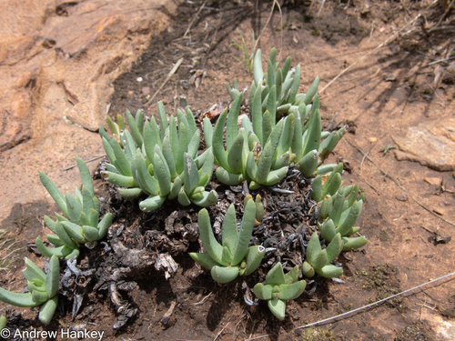 Khadia acutipetala, photograph 5