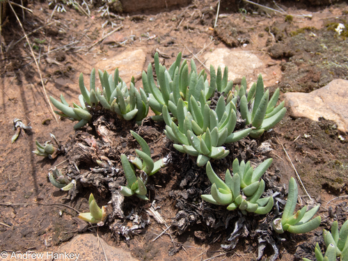 Khadia acutipetala, photograph 4