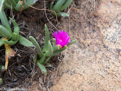 Khadia acutipetala, photograph (c) Andrew Hankey, some rights reserved (CC BY-SA)