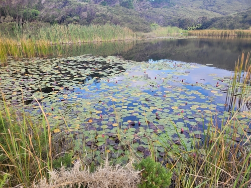 Foto de Lírio-d'água