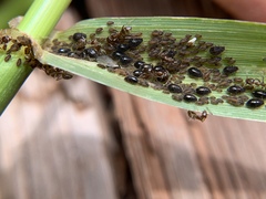 Sipha maydis
