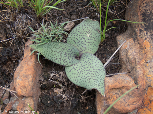 Ledebouria ovatifolia