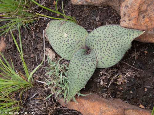 Ledebouria ovatifolia