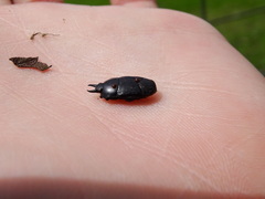 Hololepta