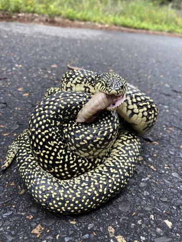 Speckled Kingsnake, Rapides County, US-LA, US, photo 6 of 10