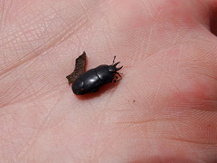 Hololepta