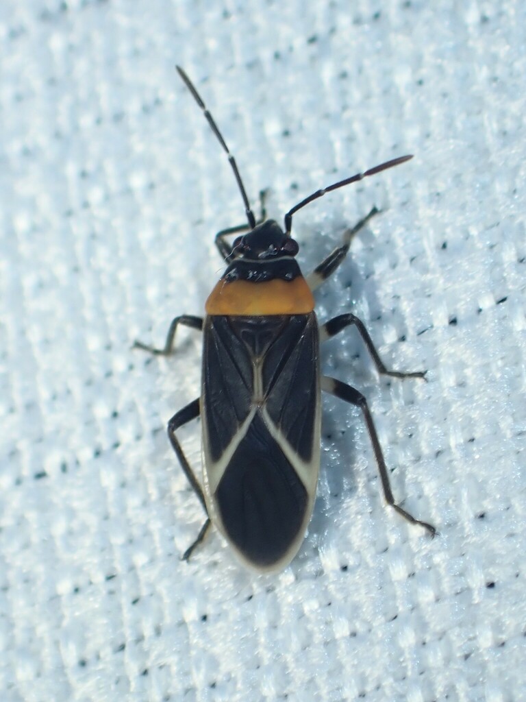 Ochrimnus collaris
