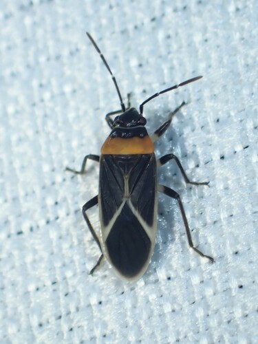 Ochrimnus collaris