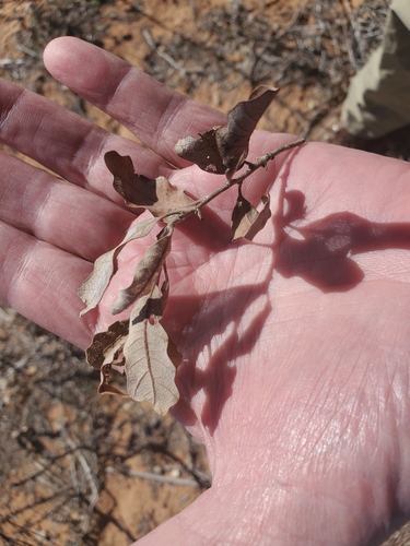 Image of Quercus havardii by (c) Bob Miller, some rights reserved (CC BY)