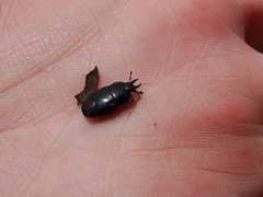 Hololepta
