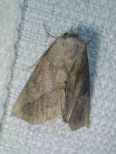 Phyprosopus tristriga