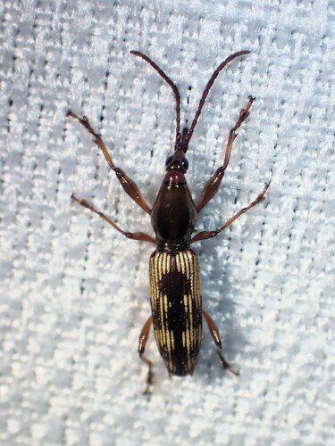 Raphirhynchus cylindricornis