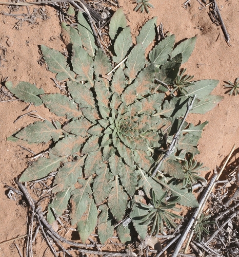 Image of Oenothera engelmannii by (c) Bob Miller, some rights reserved (CC BY)