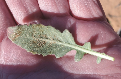 Image of Oenothera engelmannii by (c) Bob Miller, some rights reserved (CC BY)