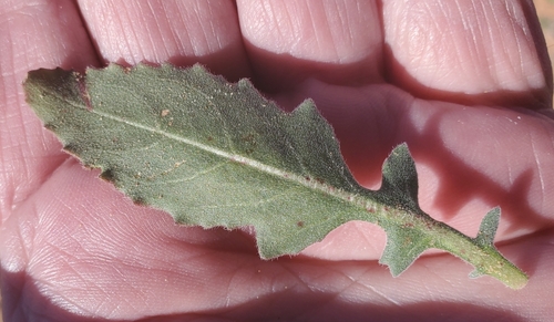 Image of Oenothera engelmannii by (c) Bob Miller, some rights reserved (CC BY)