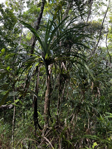 Pandanus polycephalus observed 2024-01-12