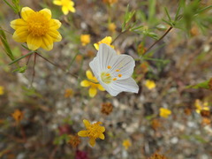 Leptosiphon liniflorus