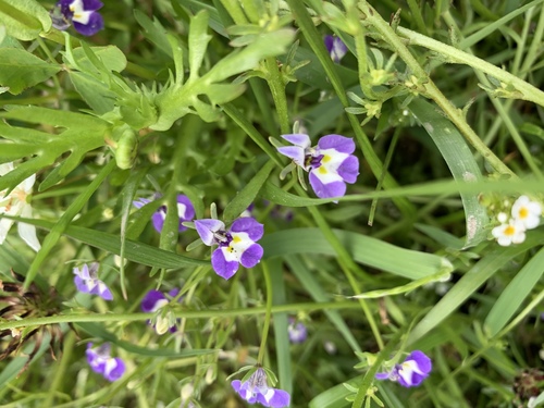 iNaturalist observation photo of Doublehorn Calicoflower