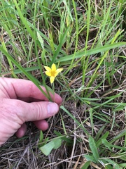 Hypoxis hirsuta