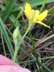Hypoxis hirsuta