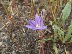Brodiaea terrestris