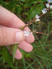 Persicaria odorata