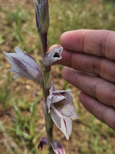 Image of Gladiolus elliotii by (c) Nic Knott-Craig, some rights reserved (CC BY-SA)