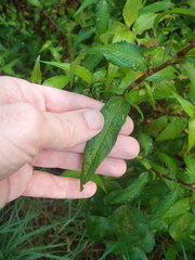 Persicaria odorata