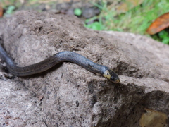 Atractus crassicaudatus