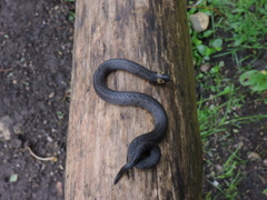 Atractus crassicaudatus