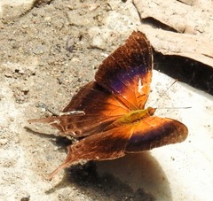 Marpesia furcula
