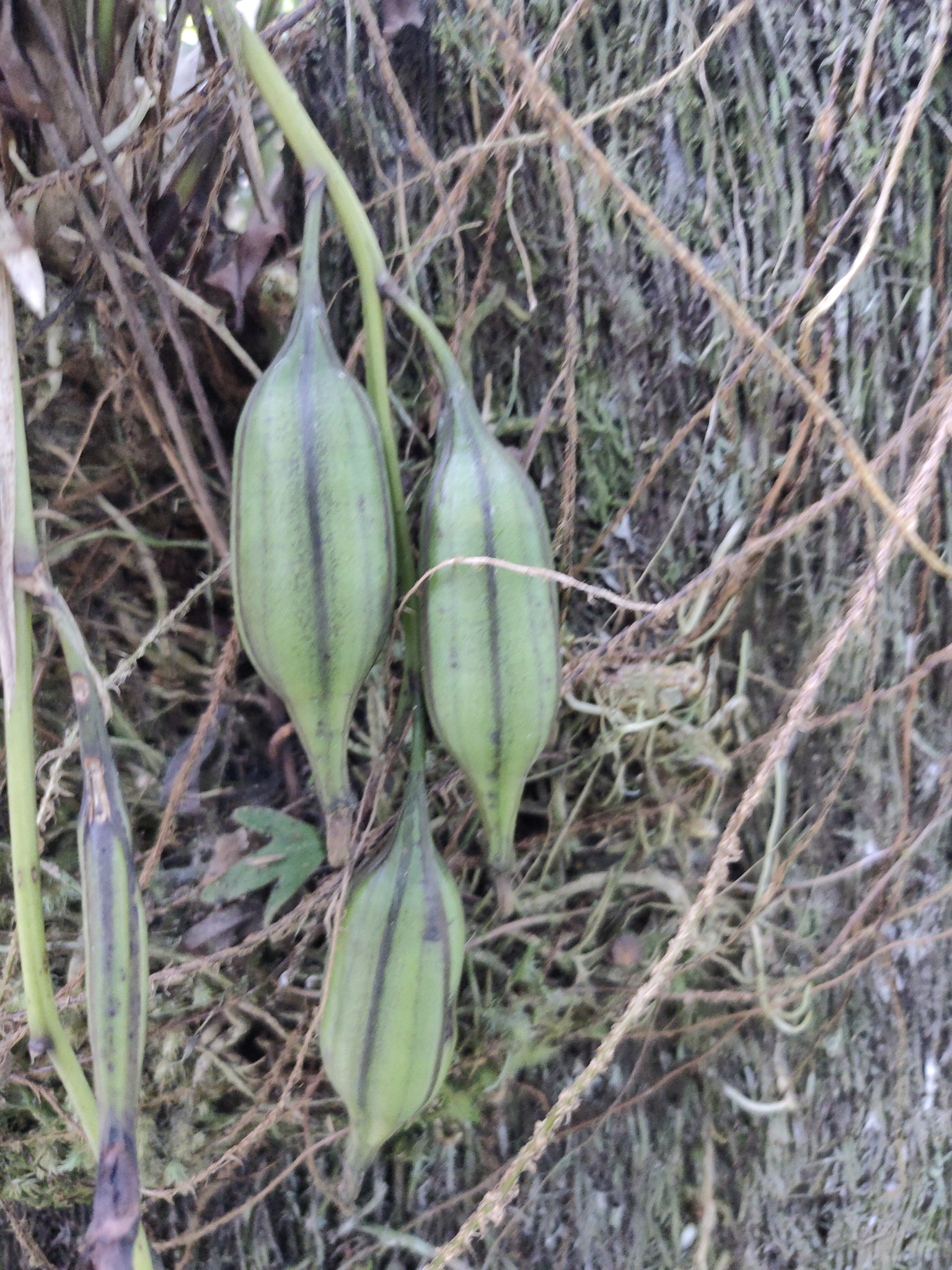 Imagem de Orquídea