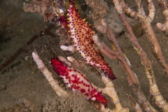 Phenacovolva nectarea