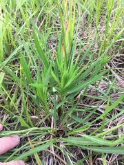 Liatris pycnostachya