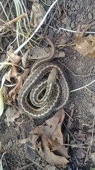 Thamnophis sirtalis