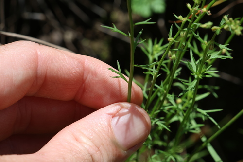 Image of Haloragis heterophylla by (c) Greg Tasney, some rights reserved (CC BY-SA)